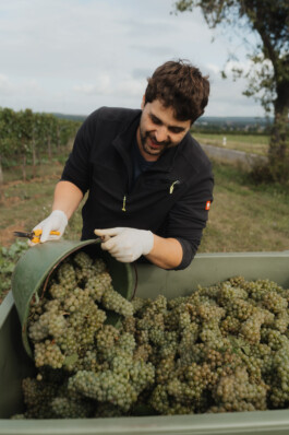 Einblicke in die Weinlese Weingut Hess
